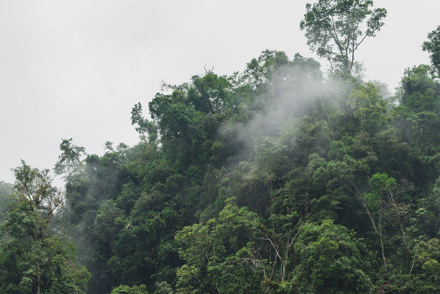 Plant trees and protect the climate