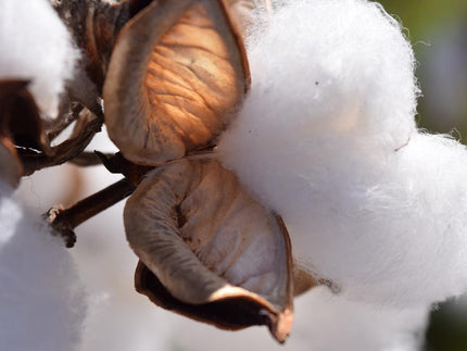 More than just white and fluffy: everything you should know about the natural fiber cotton